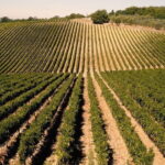 Private Tour: Chianti Winery, Montefioralle, and Greve in Chianti - Discovering Tuscany in a Half-Day