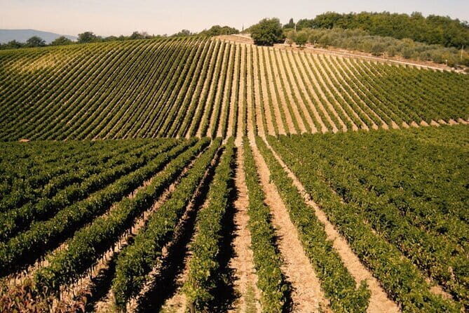 Private Tour: Chianti Winery, Montefioralle, and Greve in Chianti - Discovering Tuscany in a Half-Day