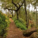 Private Tour: Combo Expedition (Jeep Tour & Levada Walk) - Authenticity and Value: What Travelers Say
