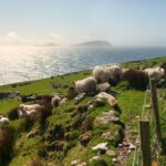 Private Tour: Dingle Peninsula from Killarney - Authentic Experience and Practical Tips