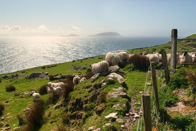 Private Tour: Dingle Peninsula from Killarney - Authentic Experience and Practical Tips