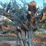 Private Tour: Discover the Secret World of Olives in Afantou - What Sets This Tour Apart?