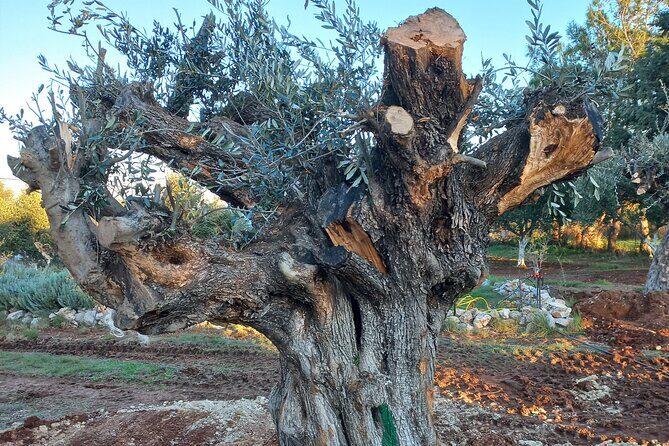 Private Tour: Discover the Secret World of Olives in Afantou - What Sets This Tour Apart?