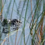 Private Tour: Florida Everglades Airboat Ride and Wildlife Adventure - A Closer Look at the Everglades Airboat Adventure