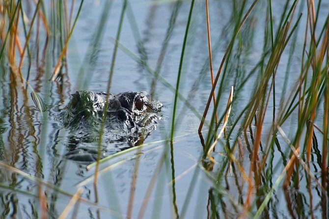 Private Tour: Florida Everglades Airboat Ride and Wildlife Adventure - A Closer Look at the Everglades Airboat Adventure
