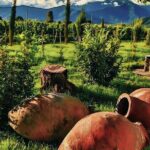 Private Tour From Tbilisi to Kakheti Sighnaghi with Wine Tasting - The Value of This Tour