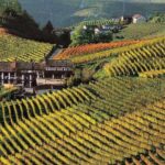Private tour from Turin: Full day Langhe Region with its Colors and Flavors - Exploring the Langhe Region: What to Expect