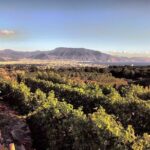 Private Tour in Pompeii Ruins and Pompeii City Center Winery - Who Should Book This Tour?