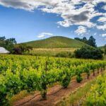 Private Tour Napa and Sonoma Valley Wine - Who Should Consider This Tour?