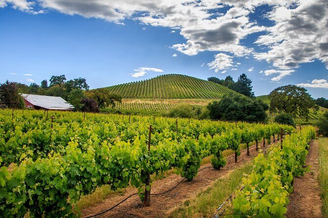Private Tour Napa and Sonoma Valley Wine - Who Should Consider This Tour?