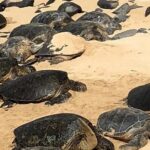 Private Tour : OAHU, MAUI, KAUAI or BIG ISLAND : Pick any Island - What’s Included and What’s Not