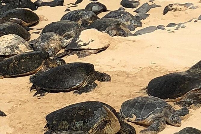 Private Tour : OAHU, MAUI, KAUAI or BIG ISLAND : Pick any Island - What’s Included and What’s Not