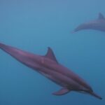 Private tour observing and swimming with humpback whales in Moorea - Who Will Love This Tour?
