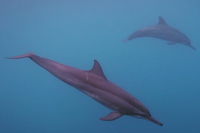 Private tour observing and swimming with humpback whales in Moorea - Who Will Love This Tour?