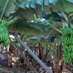 Private Tour of Banana Farm from Funchal - Who Would Love This Tour?