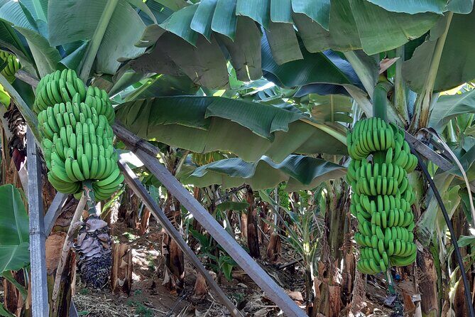 Private Tour of Banana Farm from Funchal - Who Would Love This Tour?