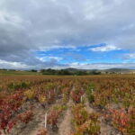 Private tour of the Beaujolais region, wine tastings, and local restaurant - Final Thoughts: Who Is It Best For?