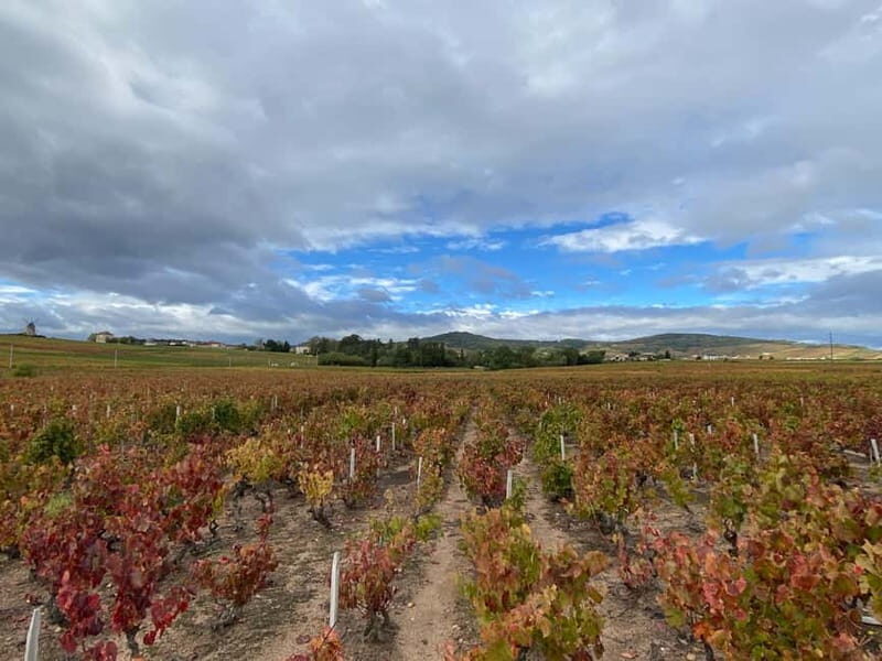 Private tour of the Beaujolais region, wine tastings, and local restaurant - Final Thoughts: Who Is It Best For?