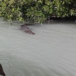 Private Tour: Pink Flamingos, Maya Temples and Ek Balam - Final Thoughts