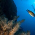 Private tour | Ponta de São Lourenço (Scuba & Snorkeling) - Why This Tour Offers Real Value