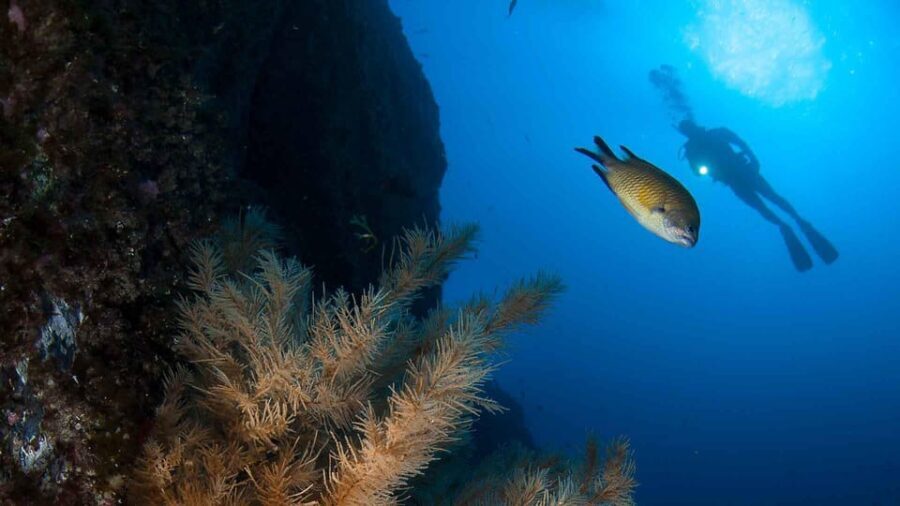 Private tour | Ponta de São Lourenço (Scuba & Snorkeling) - Why This Tour Offers Real Value