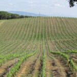 Private Tour to Aveiro, to the Sparkling Wine Cellars and Piglet Tasting - What Our Reviews Say About This Tour