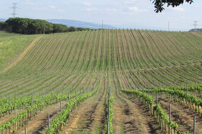 Private Tour to Aveiro, to the Sparkling Wine Cellars and Piglet Tasting - What Our Reviews Say About This Tour
