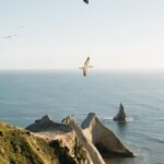 Private tour to Cape Kidnappers Gannet Colony - The Cape Kidnappers Gannet Colony: The Main Event