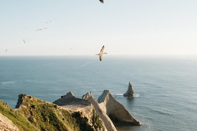 Private tour to Cape Kidnappers Gannet Colony - The Cape Kidnappers Gannet Colony: The Main Event
