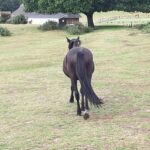 Private tour to Durdle Door, Corfe Castle, New Forest - The Sum Up
