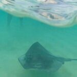 Private Tour to El Cielo and El Cielito and Palancar Cozumel - Who Is This Tour Best For?