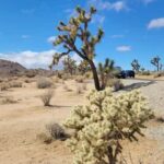 Private tour to Joshua Tree National park from Los Angeles - Why Choose a Private Tour to Joshua Tree