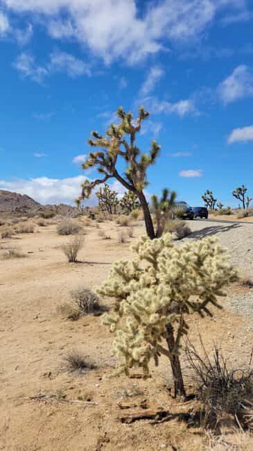 Private tour to Joshua Tree National park from Los Angeles - Why Choose a Private Tour to Joshua Tree