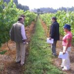 Private Tour to Melgaço and Monção, the heart of the Alvarinho region - What Travelers Say & Why It Matters
