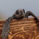 Private tour to release turtles with tickets included - Final Thoughts