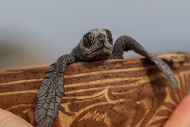 Private tour to release turtles with tickets included - Final Thoughts