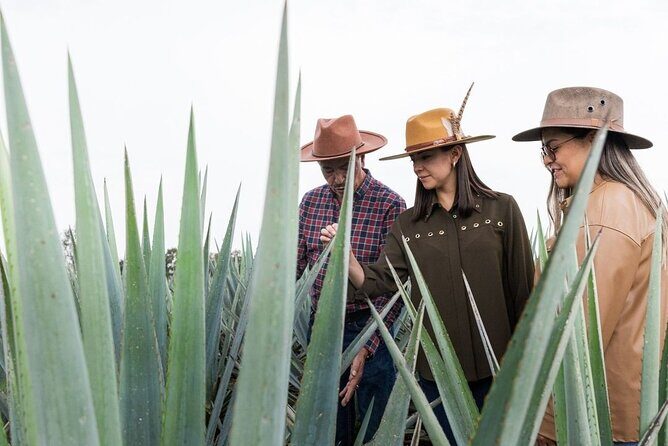 Private Tour to Tequila Ocho Distillery and the Town of Arandas - What’s Included and What’s Not?