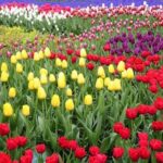 Private Tour to the Tulip Experience with Keukenhof Visit - The Sum Up