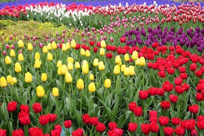 Private Tour to the Tulip Experience with Keukenhof Visit - The Sum Up
