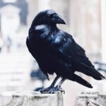 Private Tour: Tower of London and St Paul's Cathedral - What Makes This Tour Stand Out