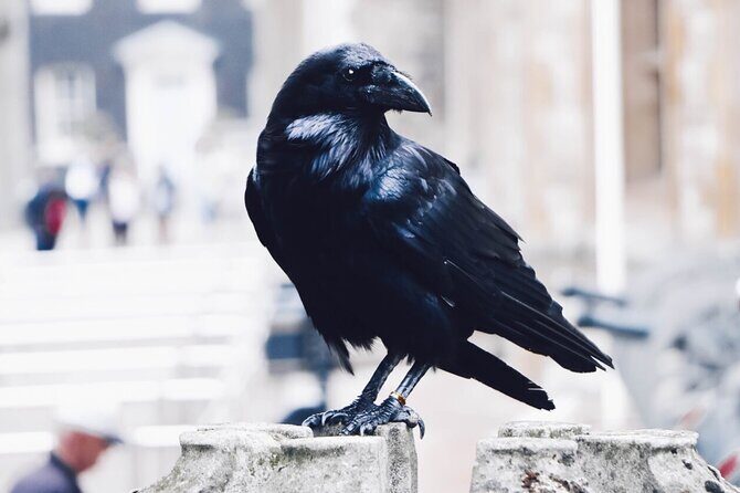 Private Tour: Tower of London and St Paul's Cathedral - What Makes This Tour Stand Out