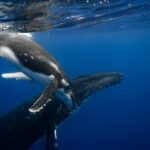 Private tour whale watching and snorkeling in Moorea - The Value of This Tour