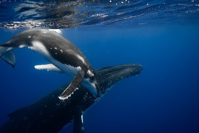 Private tour whale watching and snorkeling in Moorea - The Value of This Tour