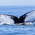 Private Tour Whale Watching - Half Day - Final Thoughts: Is This Tour Right for You?