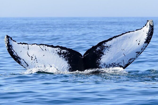 Private Tour Whale Watching - Half Day - Final Thoughts: Is This Tour Right for You?