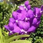 Private Tours - Why This Private Barbados Tour Offers Great Value