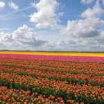 Private Transfer from Brussels to Amsterdam - FAQ