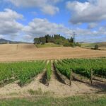 PRIVATE TRANSFER from Siena to Florence with stop in S Gimignano & Monteriggioni - A Deep Dive into Your Tuscany Journey