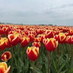 Private transfer Schiphol (AMS) to or from Rotterdam - Final Thoughts: Is This Service Right for You?