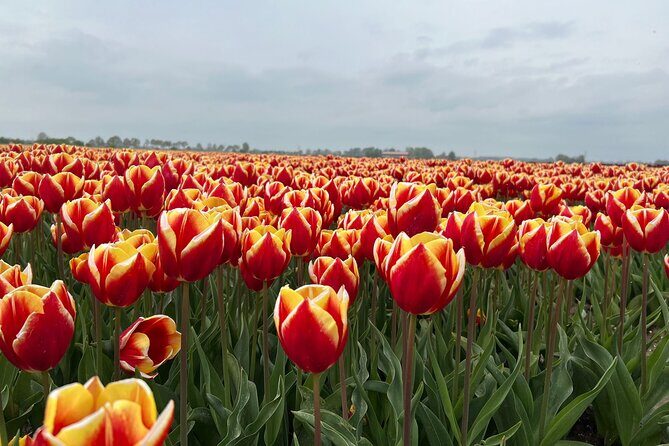 Private transfer Schiphol (AMS) to or from Rotterdam - Final Thoughts: Is This Service Right for You?